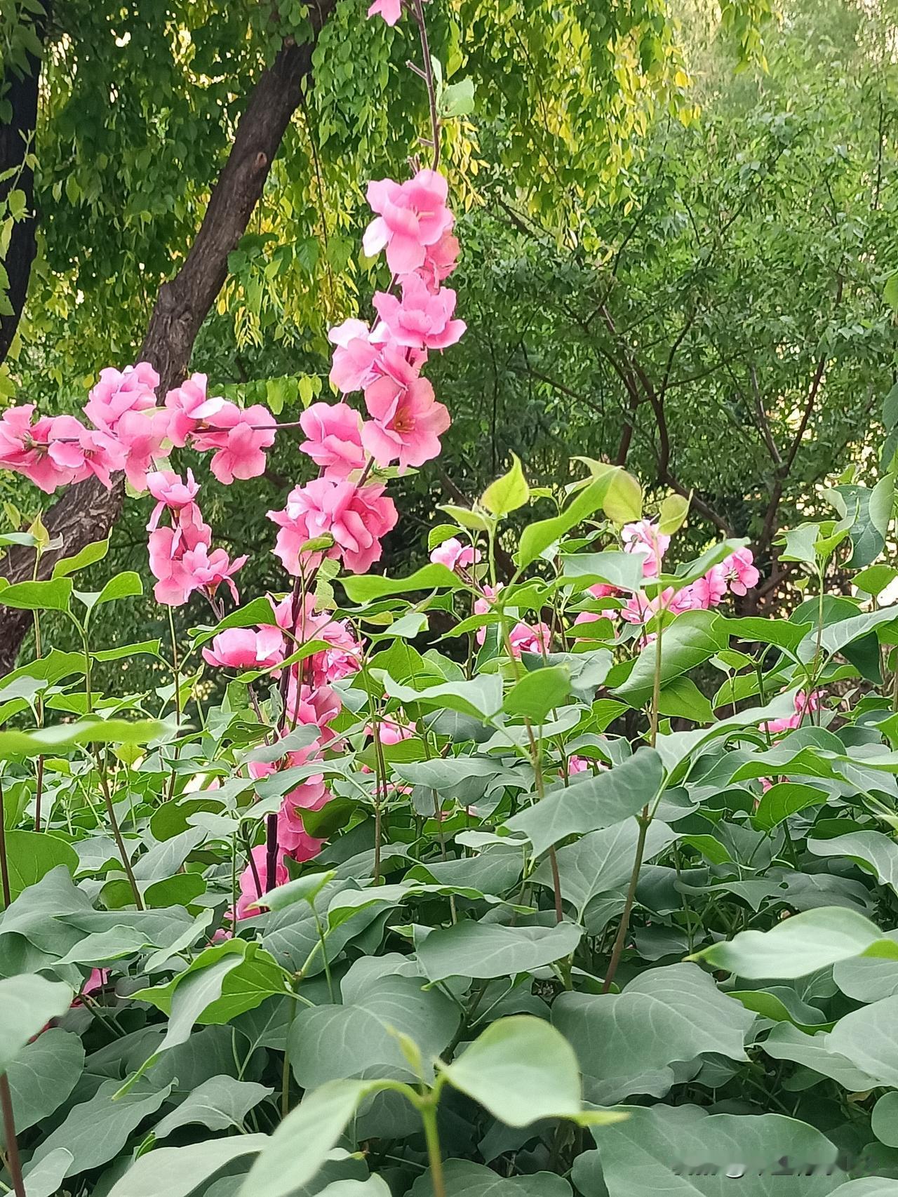 人生过半，
终懂随缘。
不与人争，
不与事吵。
不困于忧，
万事随心。
守一份平