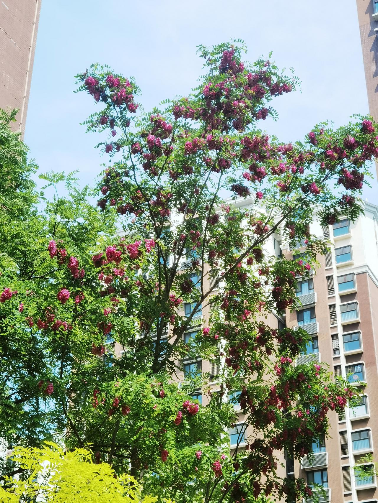 春天真的很好，这花来吧那花开，太漂亮啦