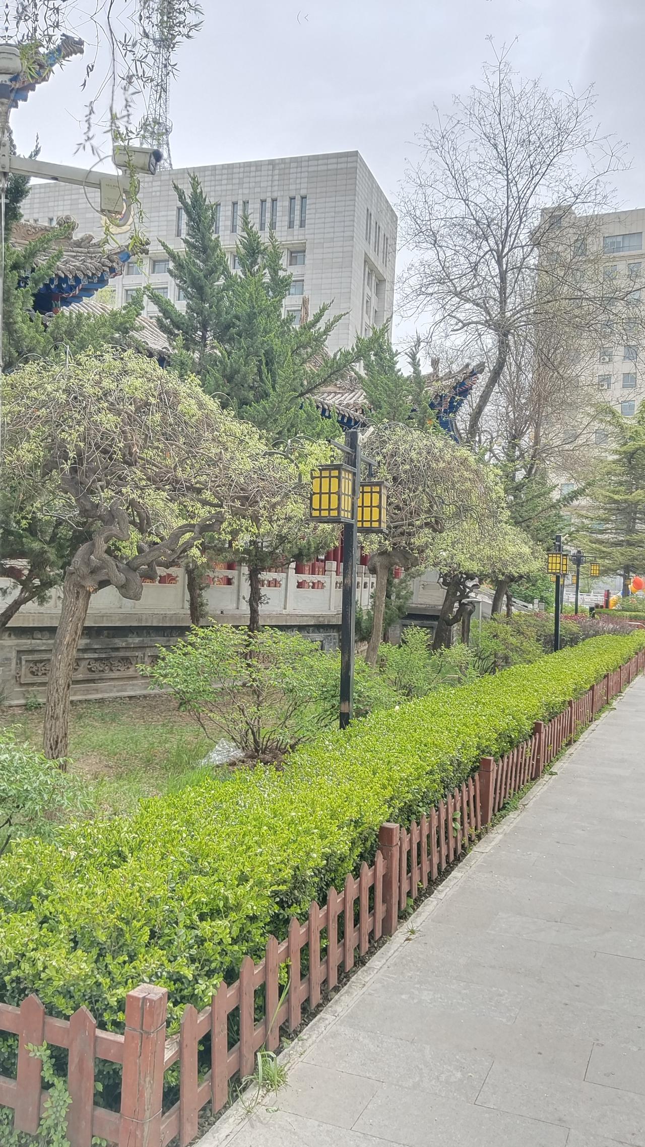 春日生活打卡季晨练到红园，清风伴气新，心情愉悦跑，花开正当时。