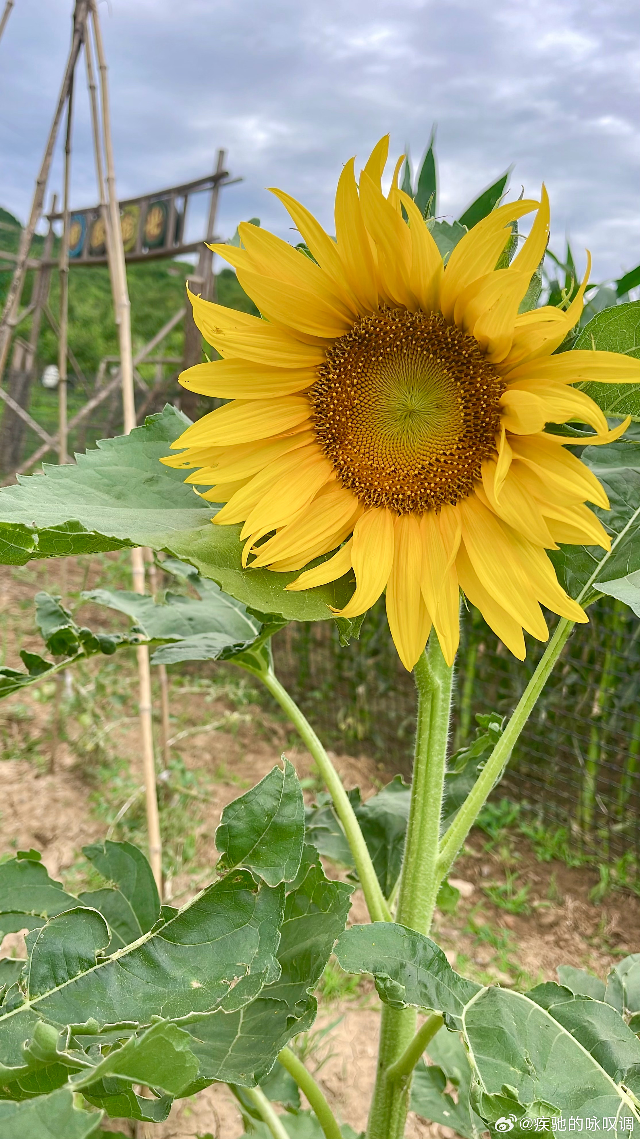今日夏至，也是父亲节，早早起来先给车洗个澡，再去地里浇玉米，得空和盛开的向日葵合