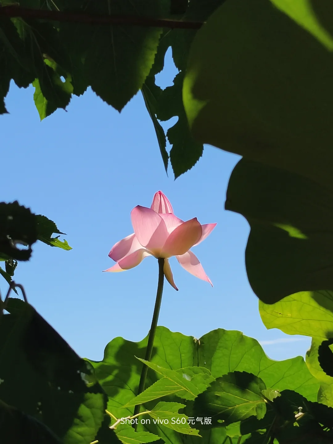 翠盖摇风，红裳映日。满池清荷，香远益清，亭亭净植，醉了整个夏天。这🈵...