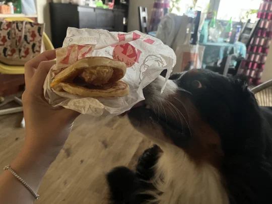 波兰KFC这个狗都馋的松饼汉堡