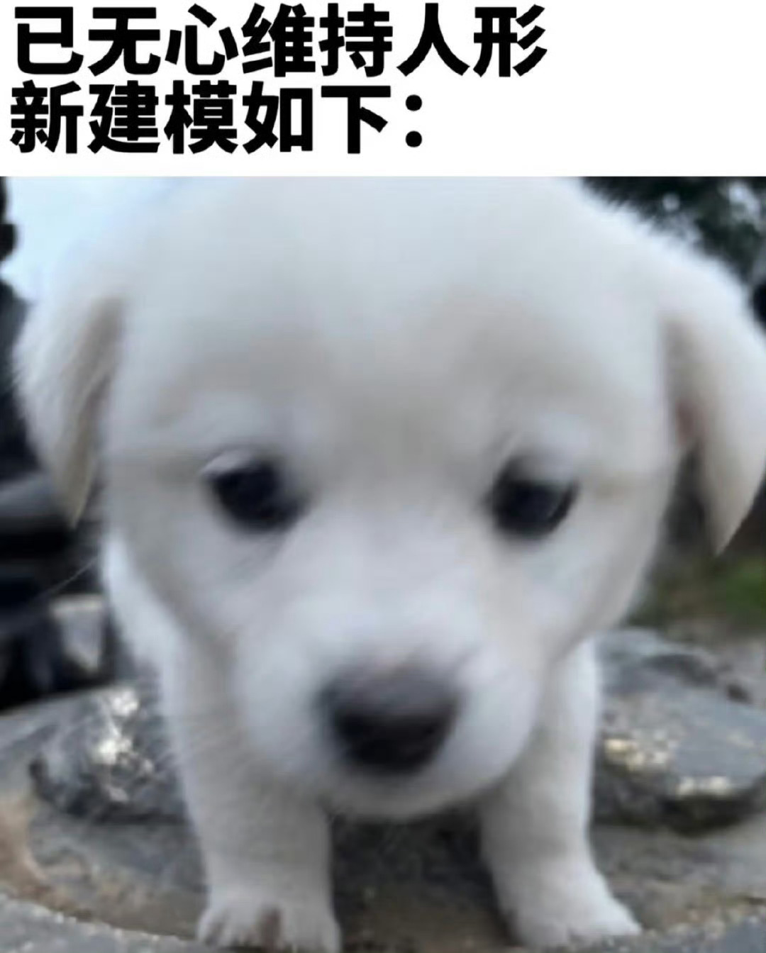 已无心维持人形 新建模如下： 