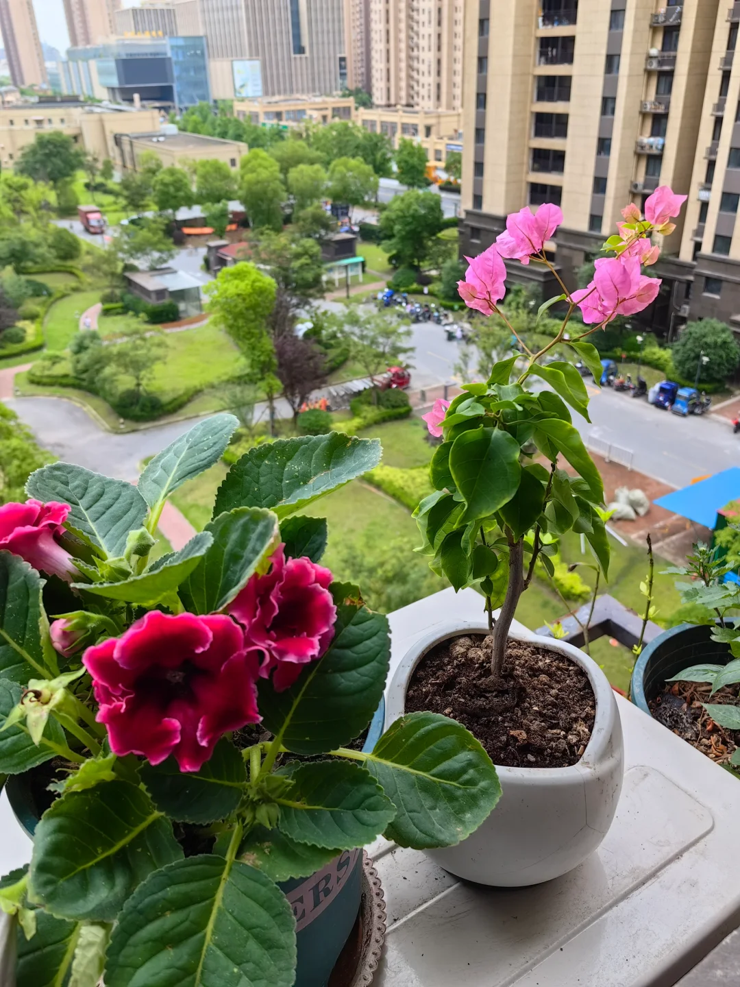 三角梅虽小，但也开花了🌼