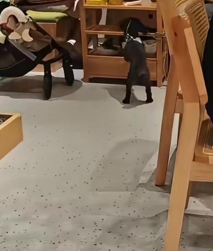 这个狗狗的主人，说句实话，他的所作所为可真够过分的！
把狗狗拴在餐具桌腿上，当狗