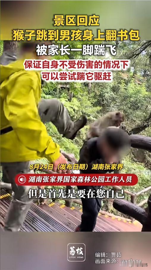 “可以但不建议！”8月24日报道，湖南张家界，父子俩在景区玩，下台阶的时候，一只