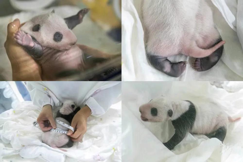 满月的小猪猪🐷
因为口罩原因😷
那时候连游客都没有
只能用一个惨不忍睹来形容