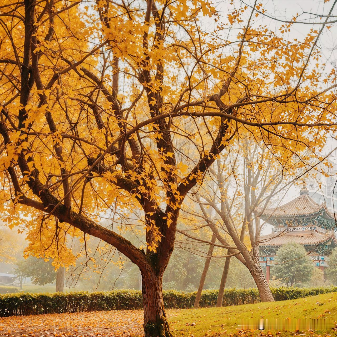 秋意渐浓时，金黄树叶和古风建筑成了绝配。在北京，秋色正盛，五彩秋叶被“染”得金黄