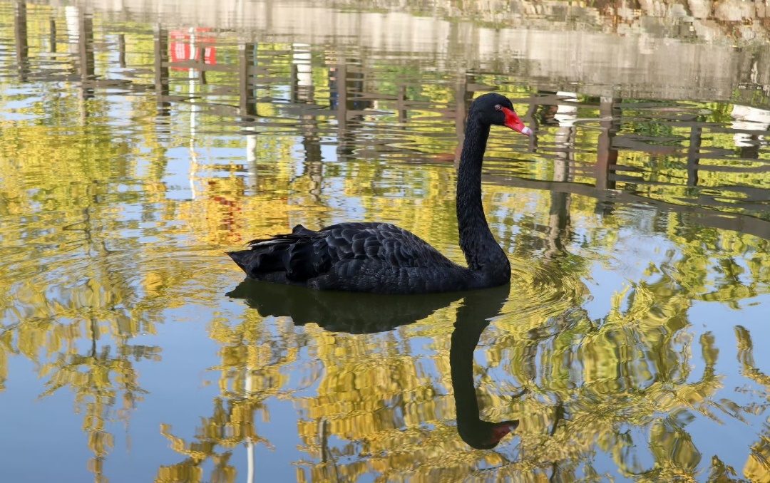 商业航天板块午后走弱，久之洋跌超11%，陕西华达、星辰科技等多股跌超10% 