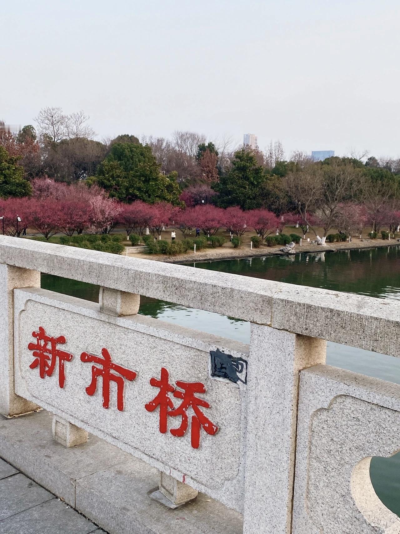 冬日生活打卡季梅花三弄
