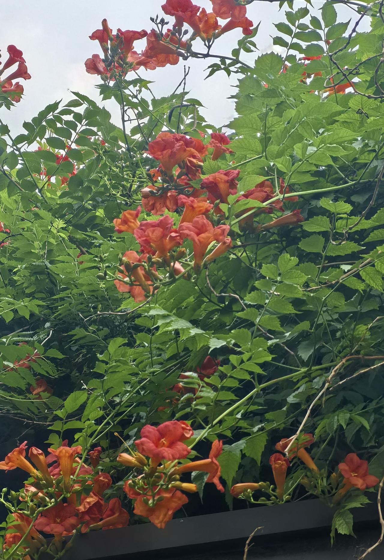 分享一张随手拍的花。院墙上的凌霄花！