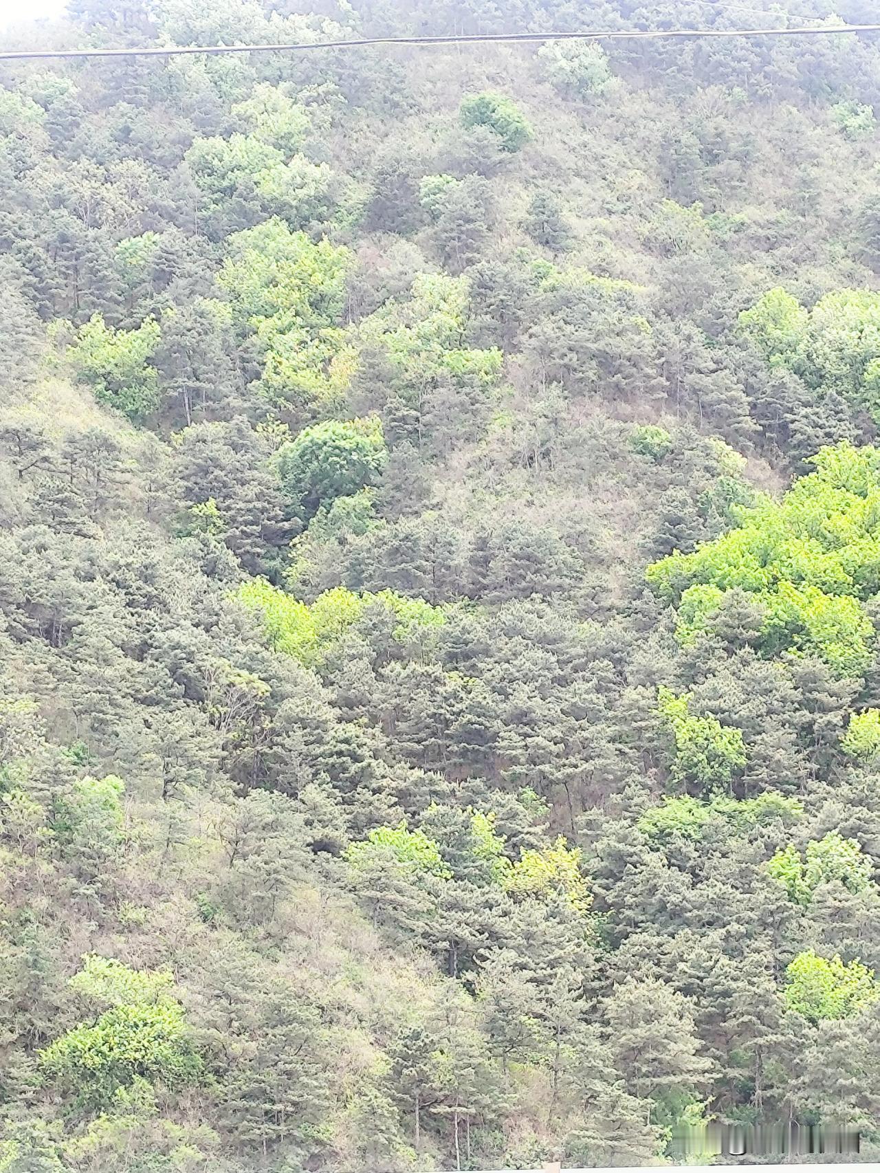 寻龙分金看缠山，一重缠是一重关；
关门若有千重险，定有王侯居此间。