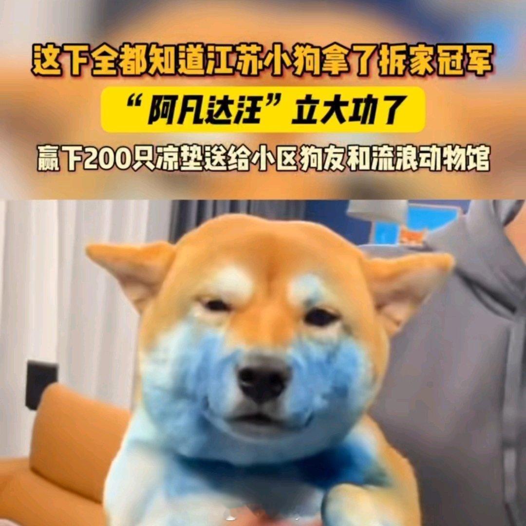 这下全都知道江苏小狗拿了拆家冠军 西安·华严寺