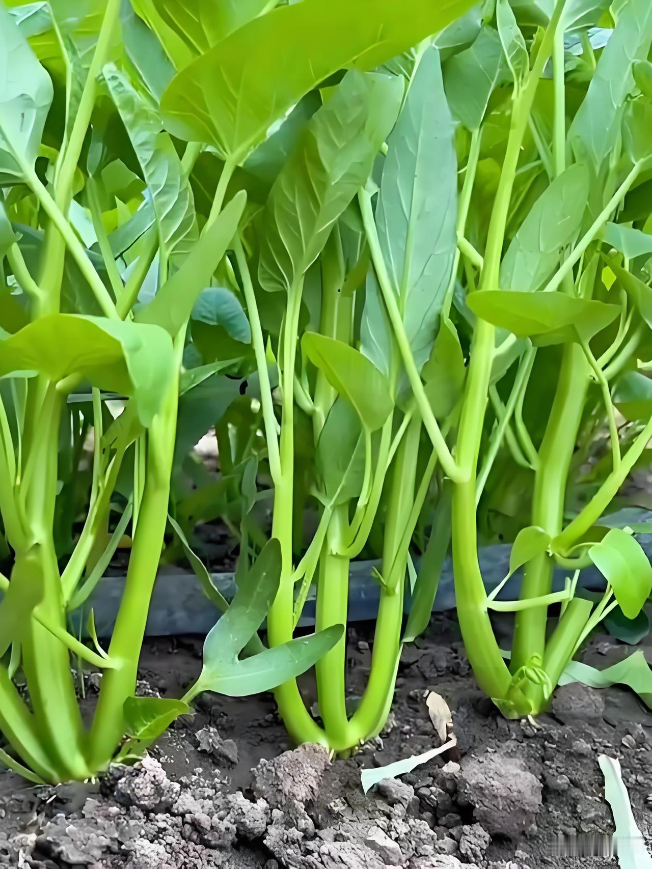 二伏种菜只种耐热菜！错过再等一整年
 
很多新手伏天种菜总种不好，菜苗晒死烂根、