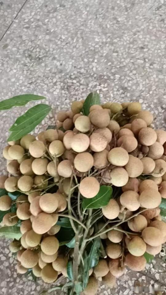 中国2个亿人没吃过的农村龙眼，在超市估计十几元一斤了。！你见过不？！走遍中国农村