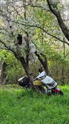 为拍美照压塌20年樱花树，赏花别变成毁花
 4月6日，上海顾村公园发生令人气愤又