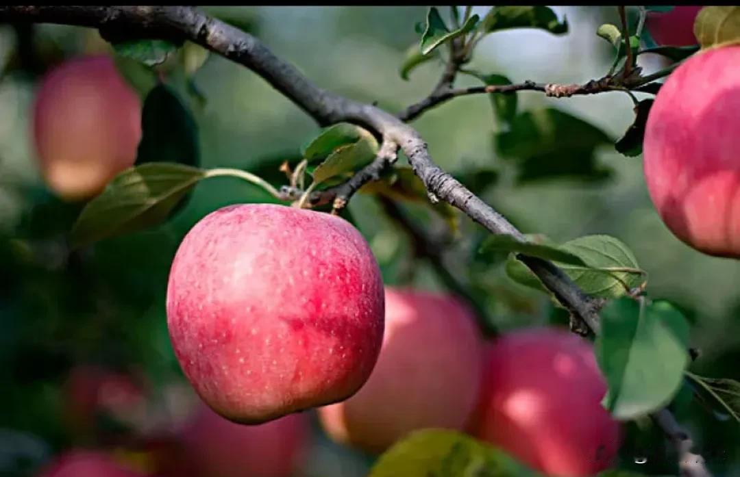 “一天一个苹果，医生远离我”是一句广为流传的俗语。
 
从健康角度来看，苹果富含