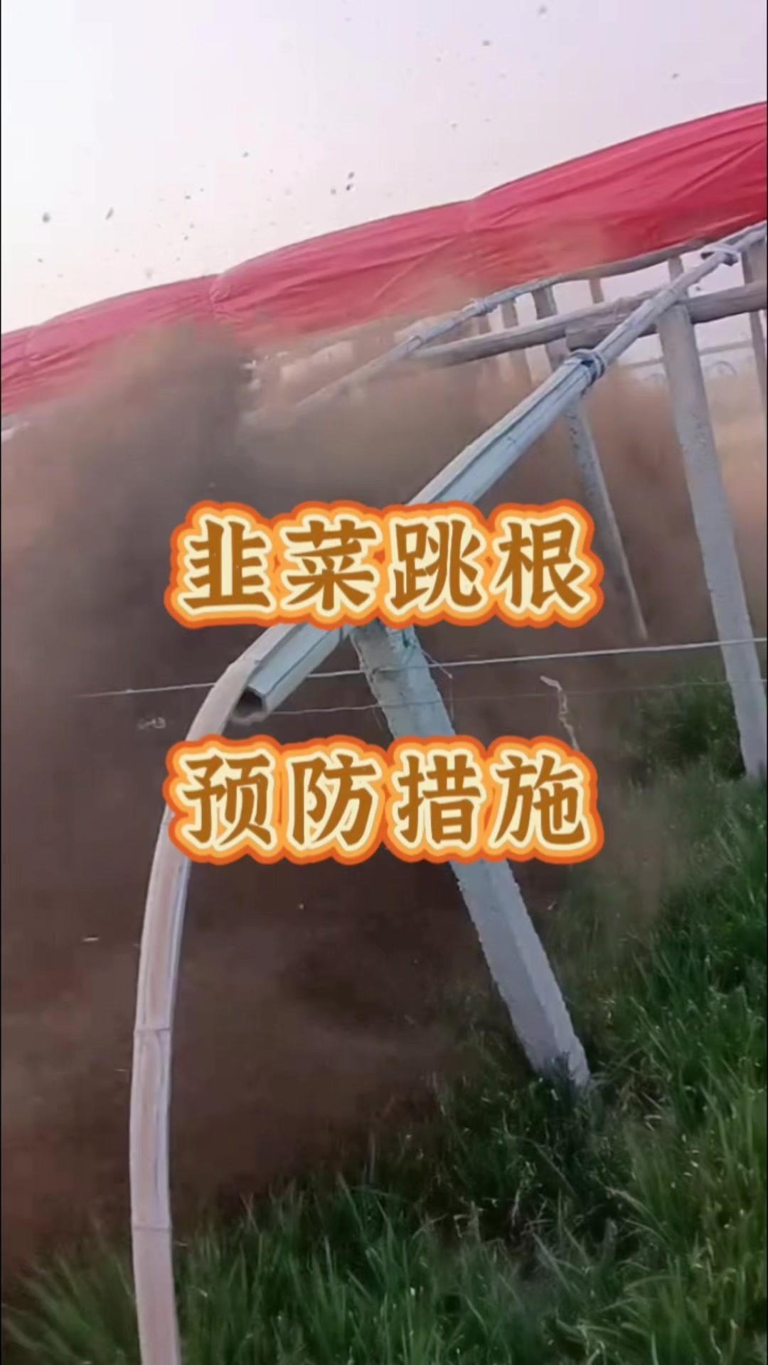 1️⃣培土，又叫上土、垫土，是维持韭菜高产稳产、延长寿命和防止倒伏的重要措施。无