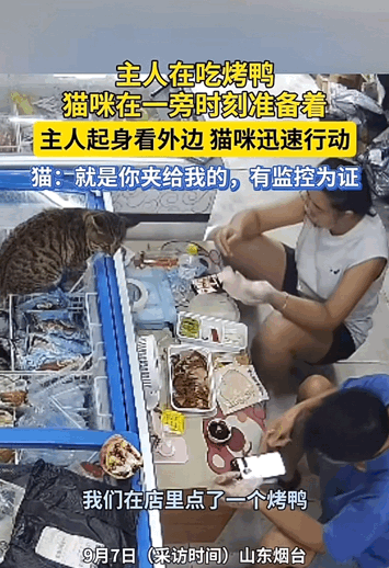 万物皆有灵！山东，男子夹了一筷子烤鸭还没来得及吃，被一旁时刻准备着的猫咪，先下手