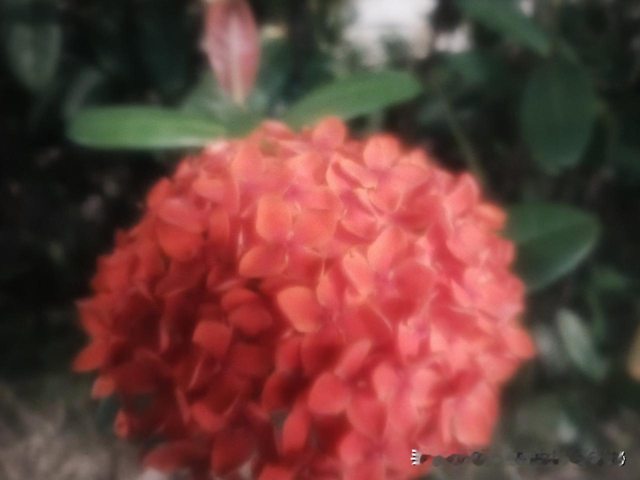 提及绣球花，大多数人首先想到的是一团团、一簇簇盛开的浪漫与绚烂。但在这绚丽的背后