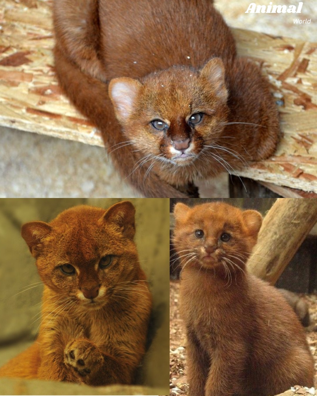 细腰猫[桃里桃气]谁说丑的~这么一看也还是挺貌美的~【ins：animalwor