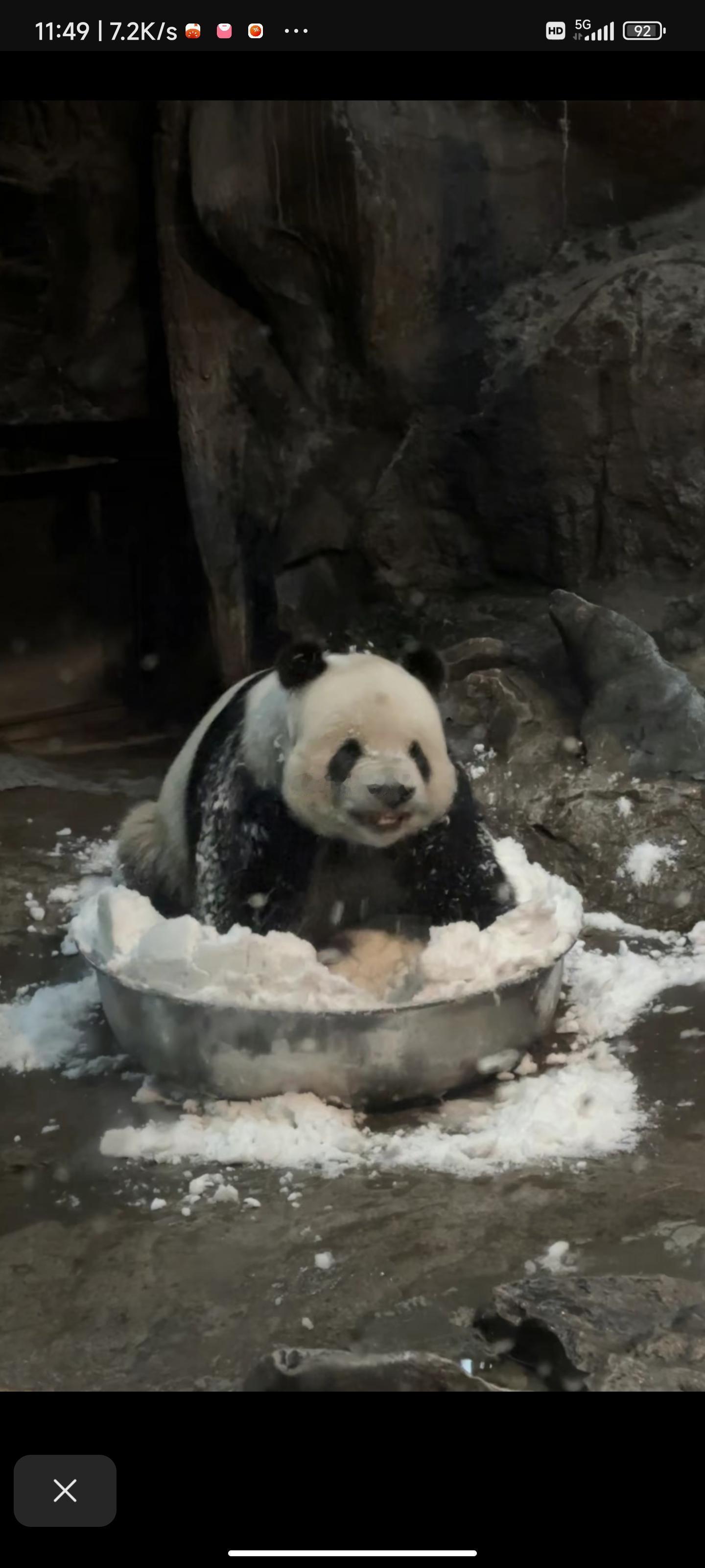 萌二 贴心又孝顺的大熊猫谁能不爱呢！现在螨虫眼好了更帅 ​​​