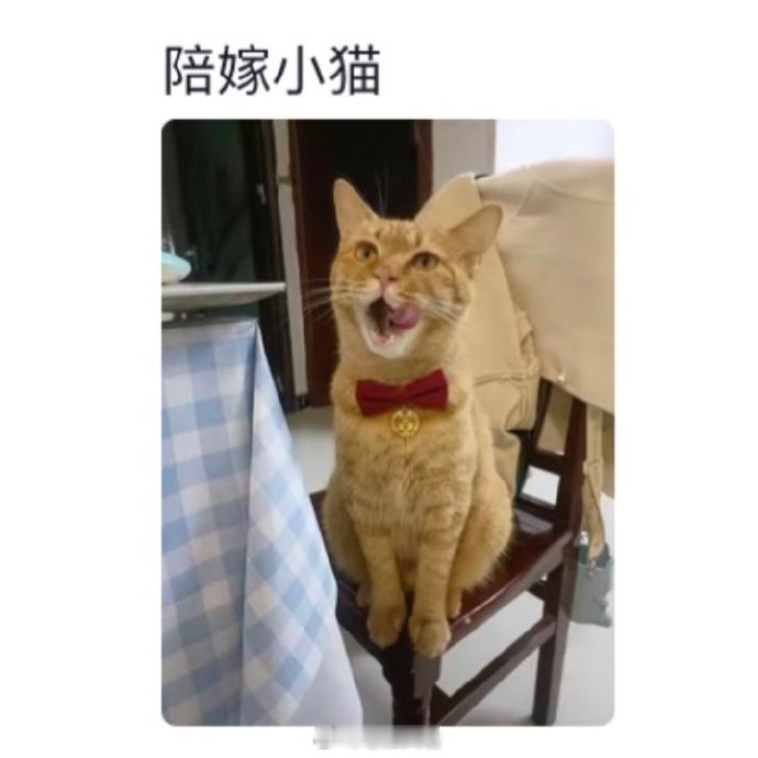 养宠家庭有自己的陪嫁。 