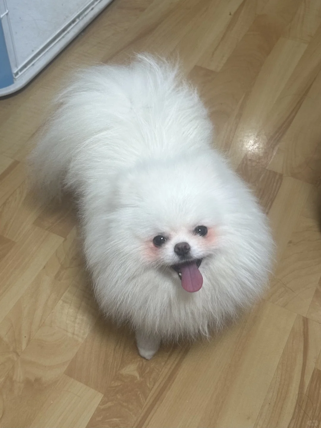 酒不醉狗 狗自醉