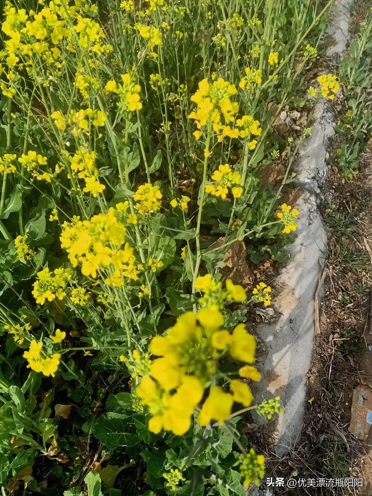 晒出你的本地生活春暖花开，和大自然来一场说走就走的旅行吧！来看那桃花朵朵开，太幸