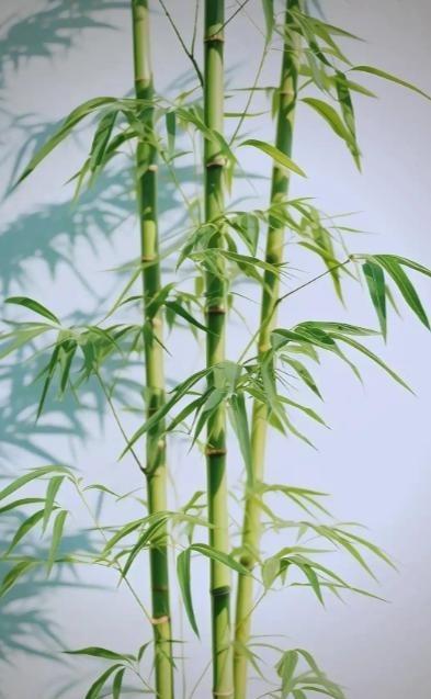 为何美国禁止种竹子，中国反而大量种植？同样是竹子，一边被美国列入“违禁名单”，明