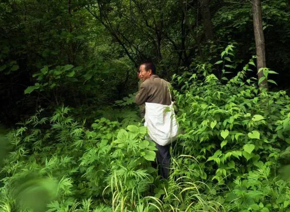 江西老农在一陡峰采药发现碎瓦片，上报文物局：是易堂九子隐居地
一位当地老农在翠微