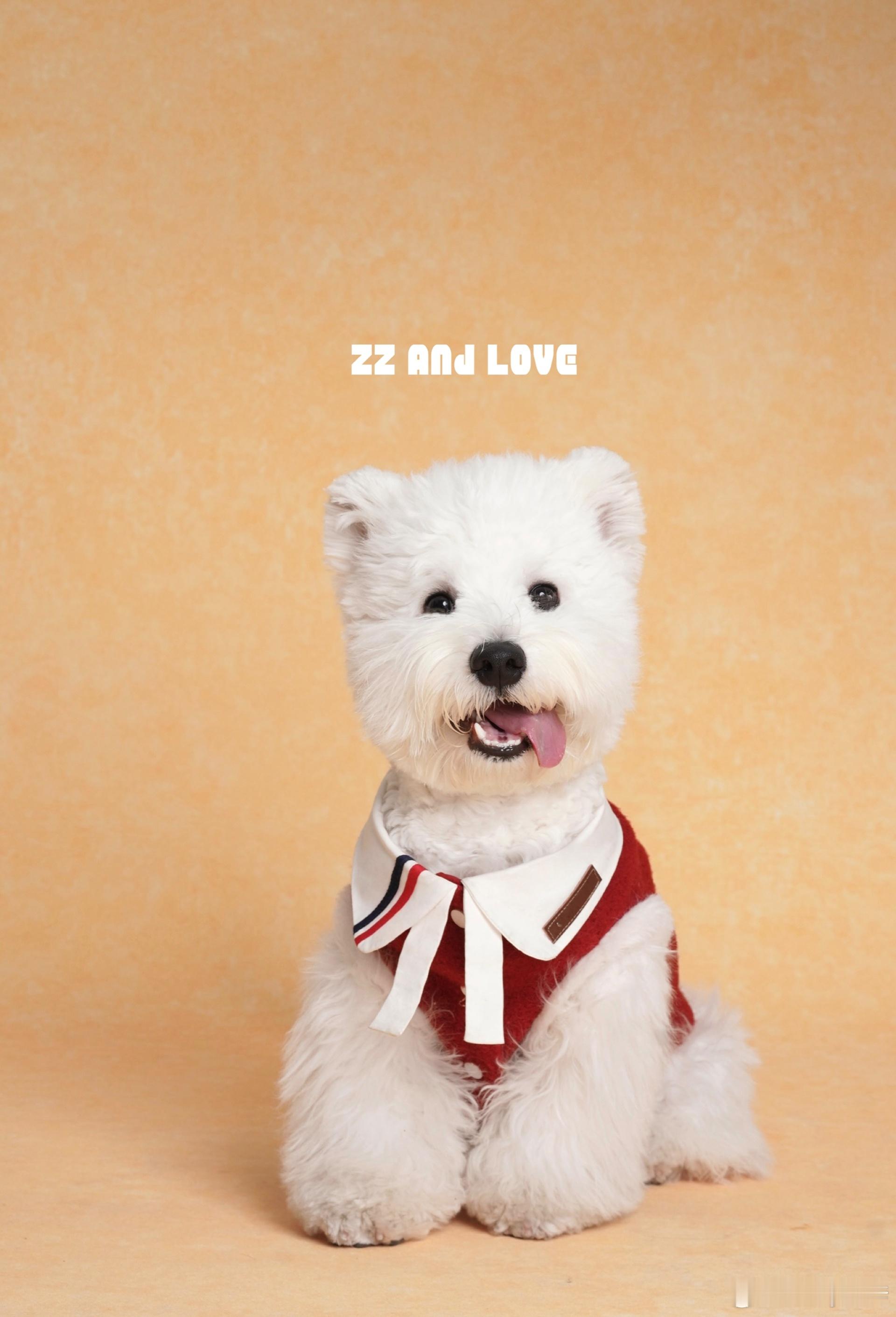 𝐳𝐳 𝐚𝐧𝐝 𝐥𝐨𝐯𝐞🐕🦺宠物装开售𝒉𝒂𝒑𝒑𝒚 