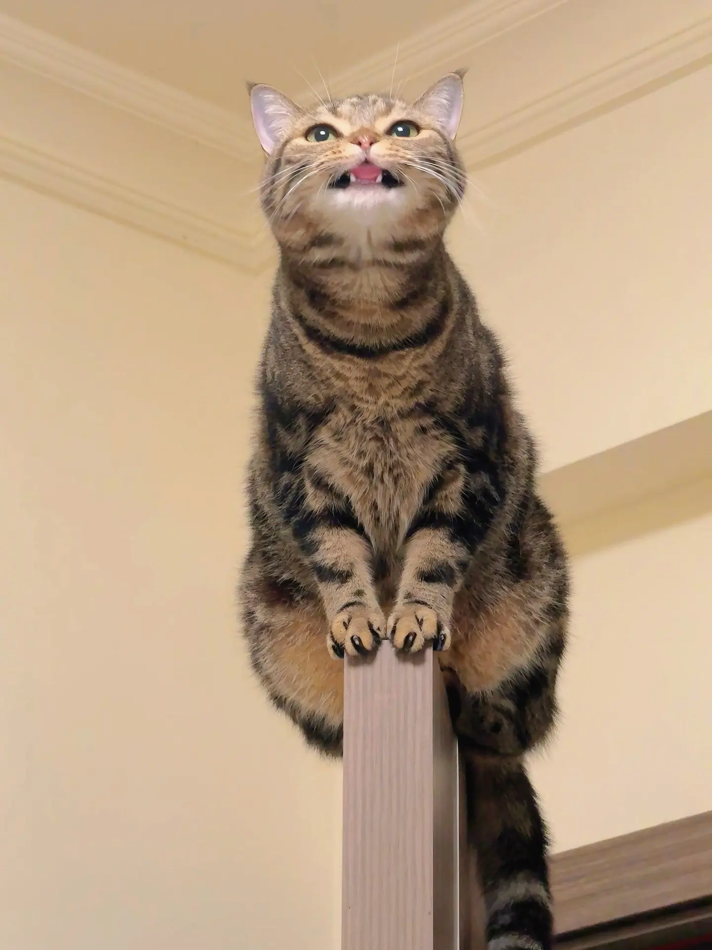 回家找猫找半天。被一个黑影可爱到！
