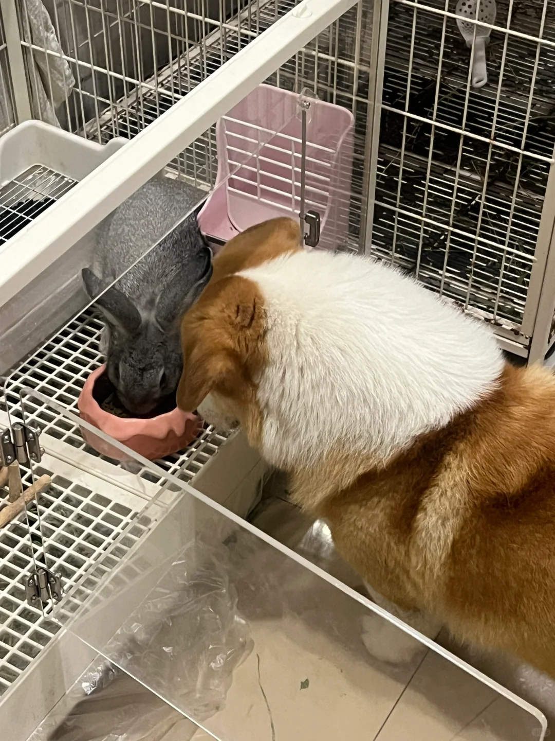 你什么都爱吃的样子让我疑惑