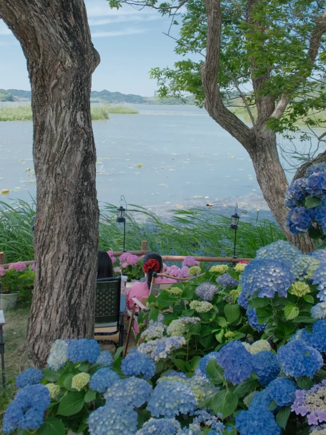 东钱湖版“莫奈花园”💐绣球花海里的湖景咖啡