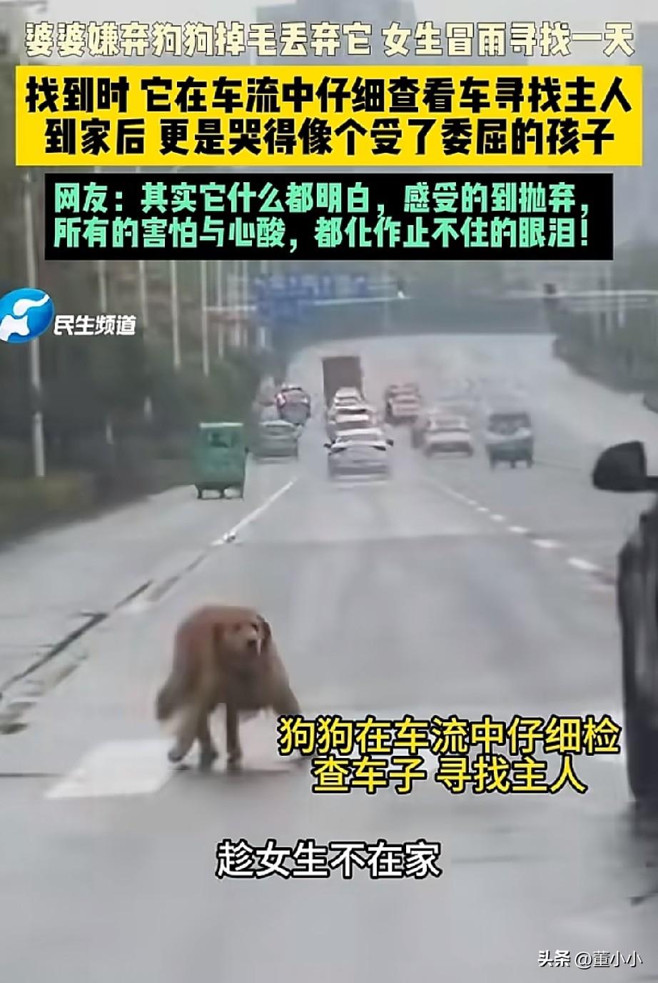 太过分了！
河南，一位婆婆嫌弃狗狗掉毛，趁着儿媳妇不在家里，悄悄把狗狗丢弃，儿媳