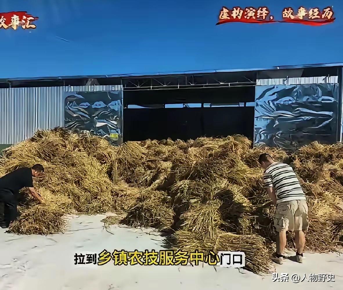 哈哈这事儿看得人哭笑不得！
​65亩地的水稻秸秆，不让烧，农民干脆一车车拉到乡镇