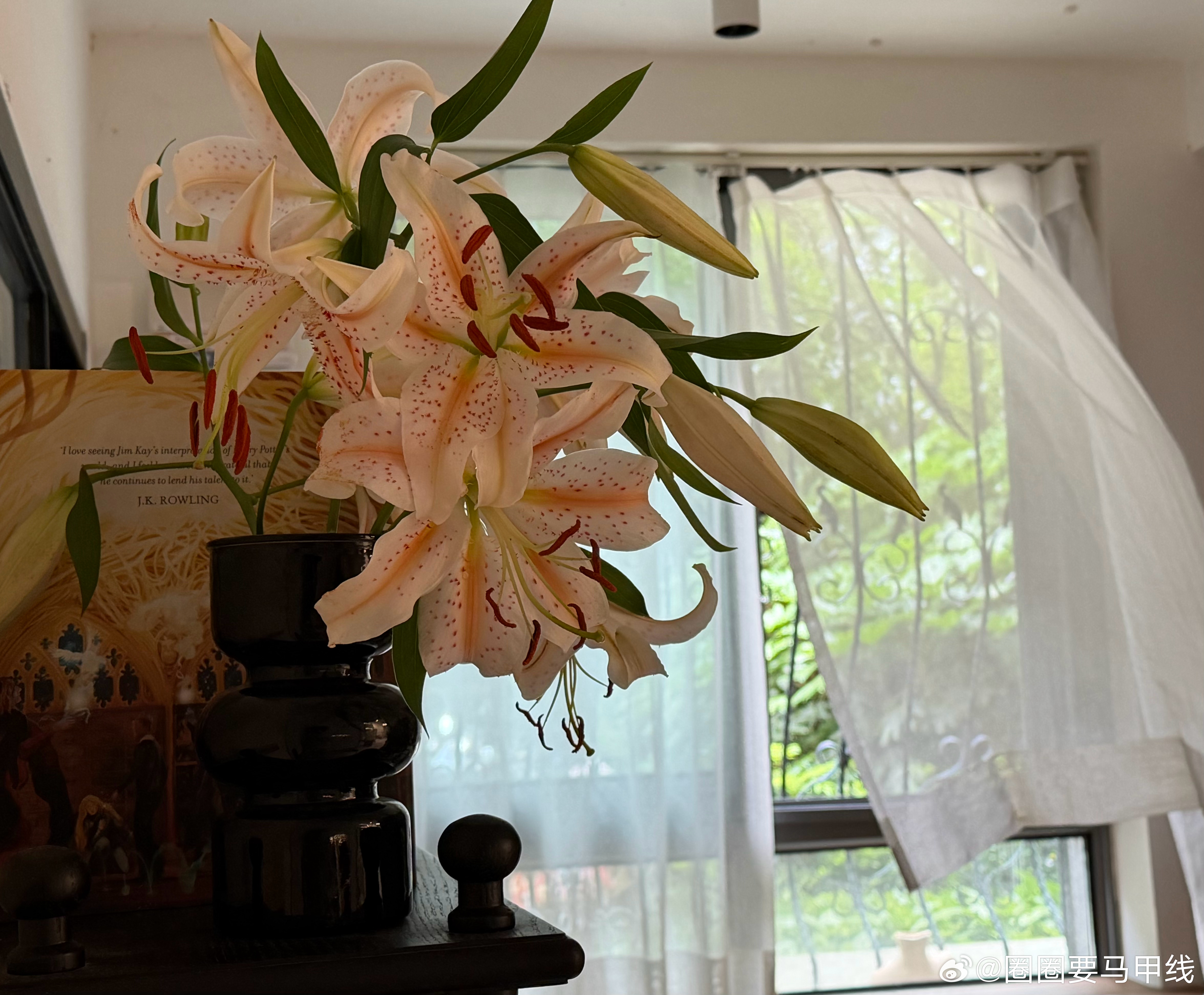 品种：婚礼进行曲 
