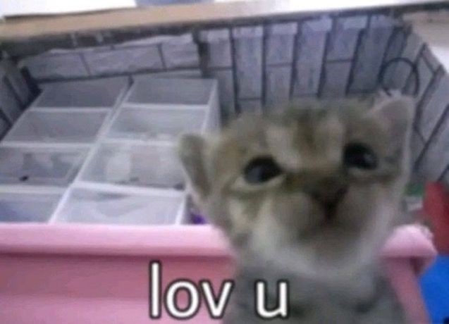₊˚ 𝐰𝐞𝐢𝐫𝐝 𝐤𝐢𝐭𝐭𝐞𝐧𝐬搞怪猫猫🐈‍⬛・₊✧ 