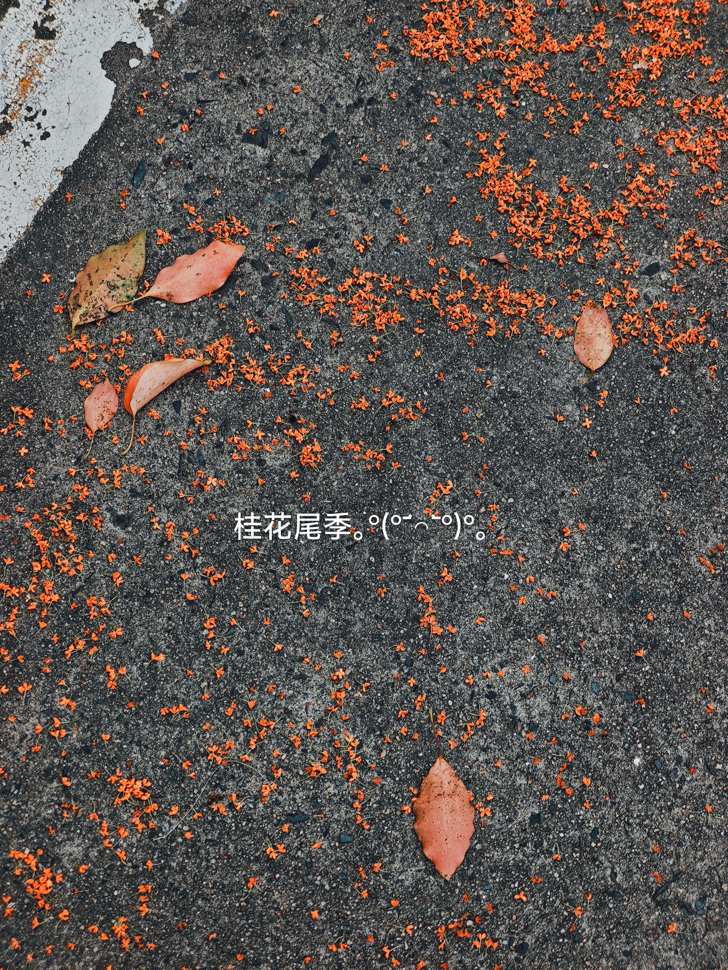 同步朋友圈🌹 ​​​