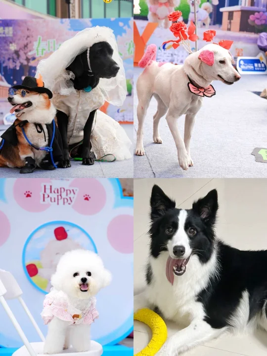 2025首届川南宠博会来啦！提前码攻略！