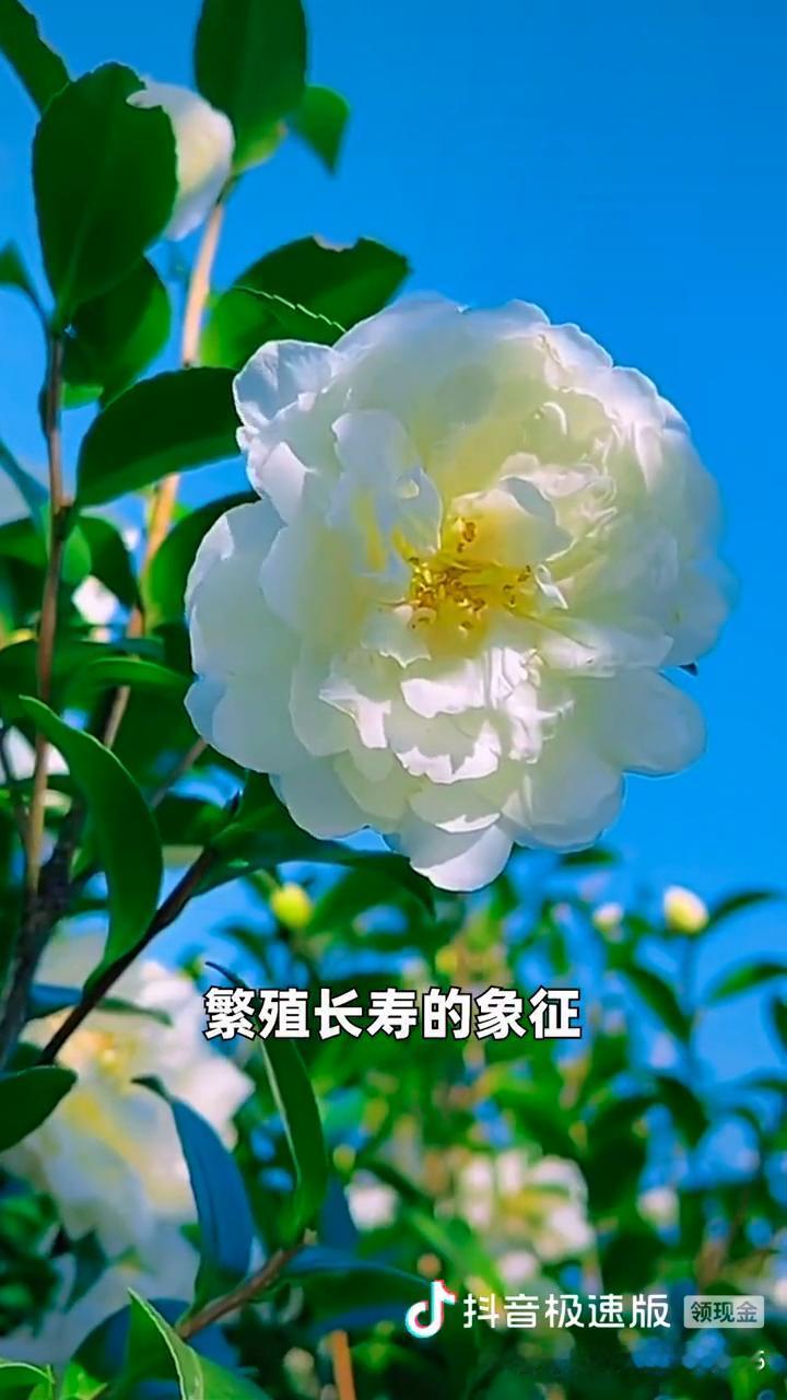 中国十大名花。
中国十大名花终于找齐了，送给家人朋友真的太珍贵了。
·第十名：凌