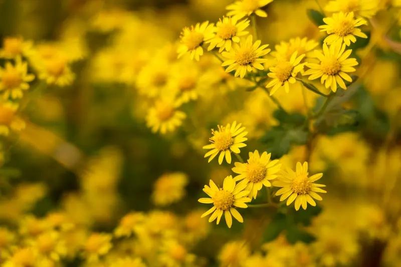 花开花落，刹那芳华。四季轮转间，花开时惊艳了时光，花落时亦温柔了岁月。
晒晒随手