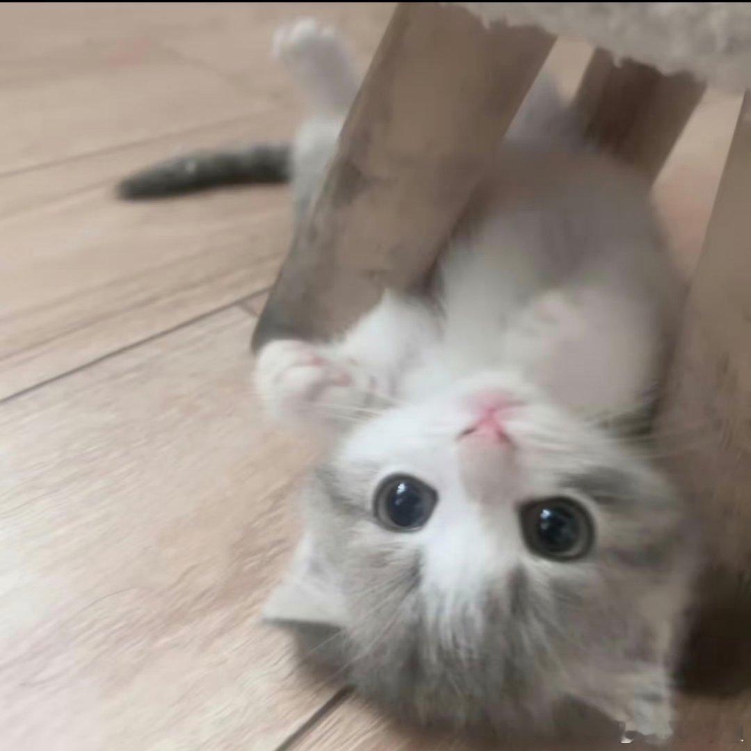 可爱猫咪头像。 ​​​