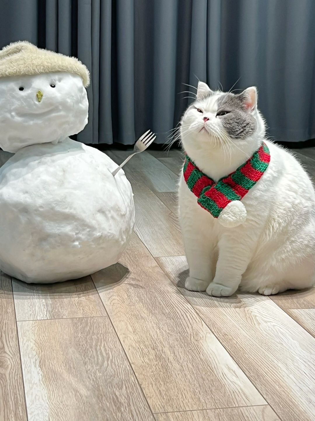 🐱：谢谢妈妈酱给我堆的雪人⛄️