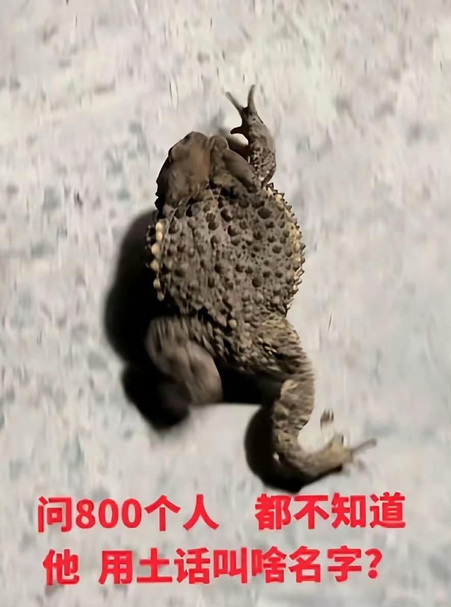 这种“蟾蜍”，有没有土话，用你们那边土话管它叫什么？ ​​​
