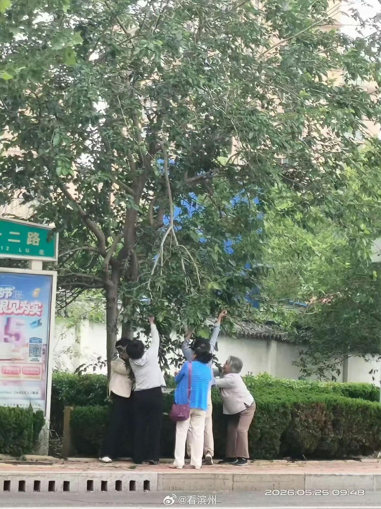 滨州街头的桑葚熟了.....  ​​​这一幕简直了