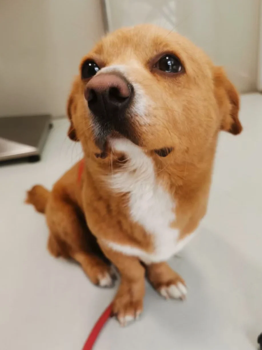 心碎小狗能遇到心软的神吗