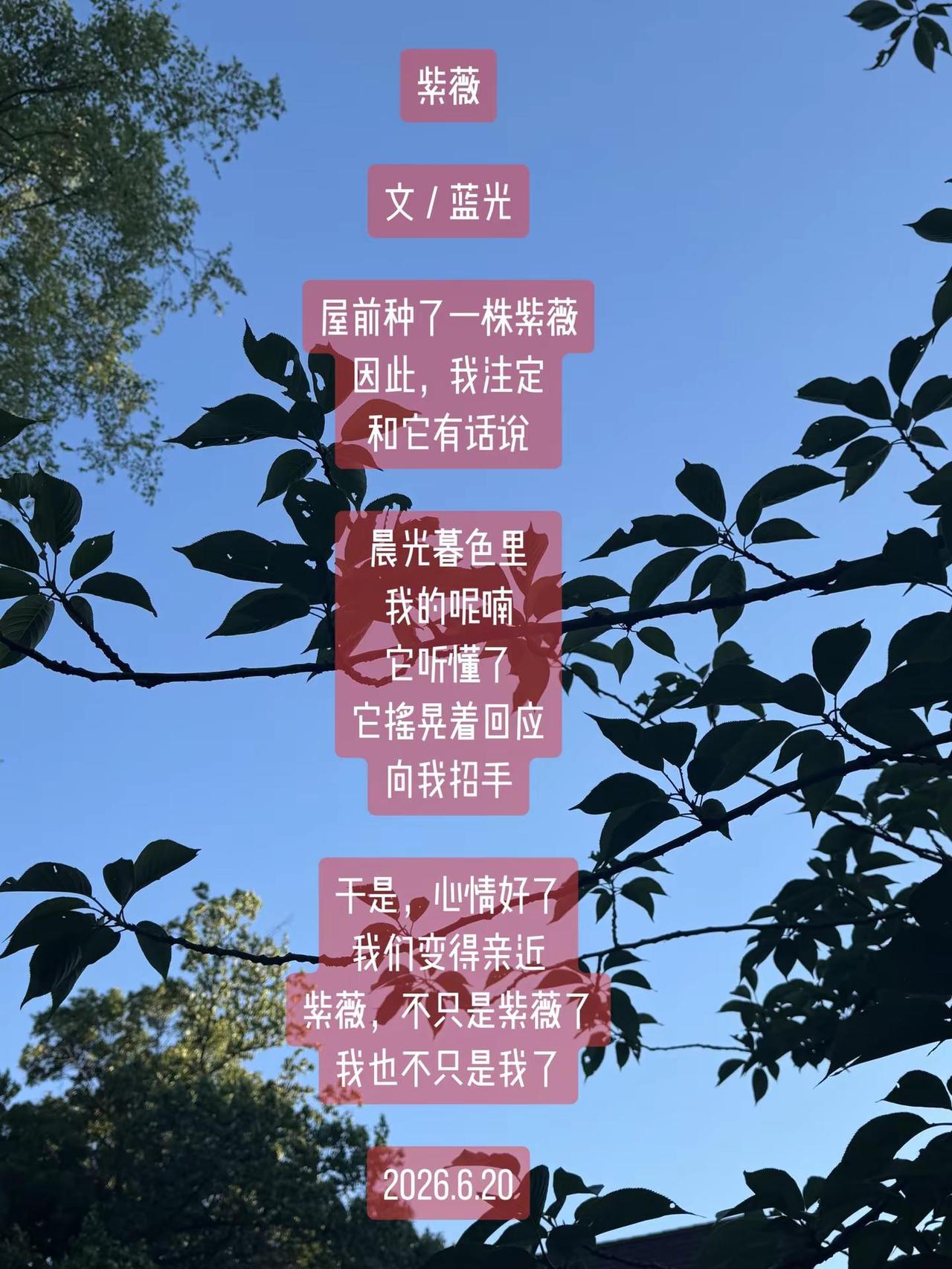 蓝光诗歌丨紫薇。紫薇文／蓝光屋前种了一株紫薇因此，我注定和它有话说晨光暮色里我的