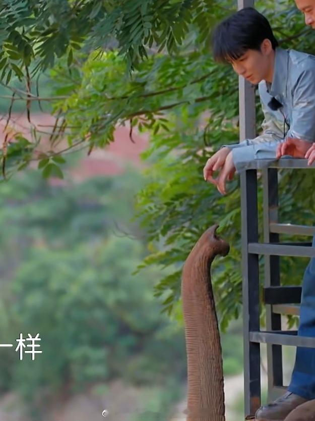 这只小象你也是一样 快吸到手了都 ​​​